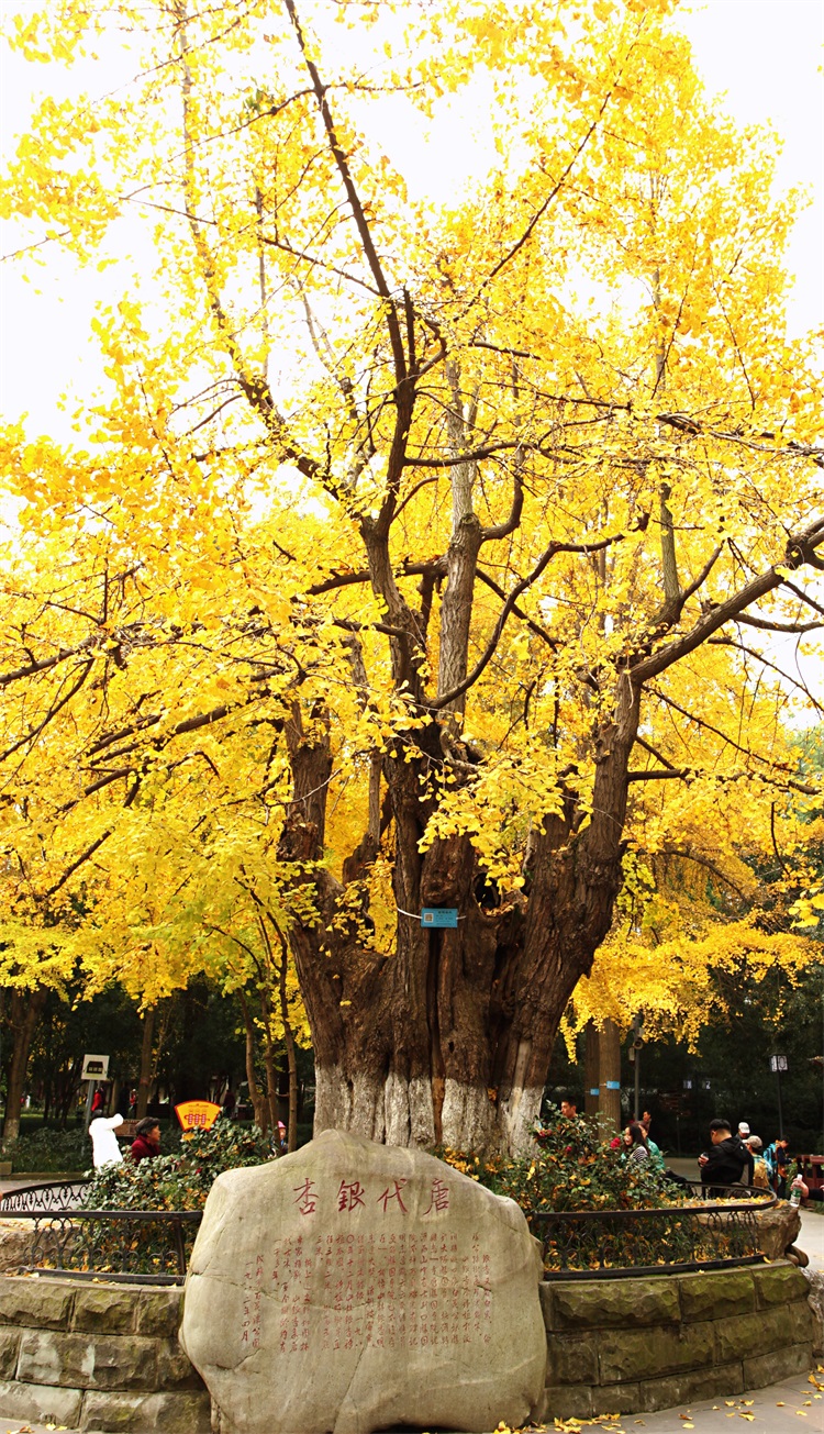 IMG_8837(20191206-153108) - 副本.JPG